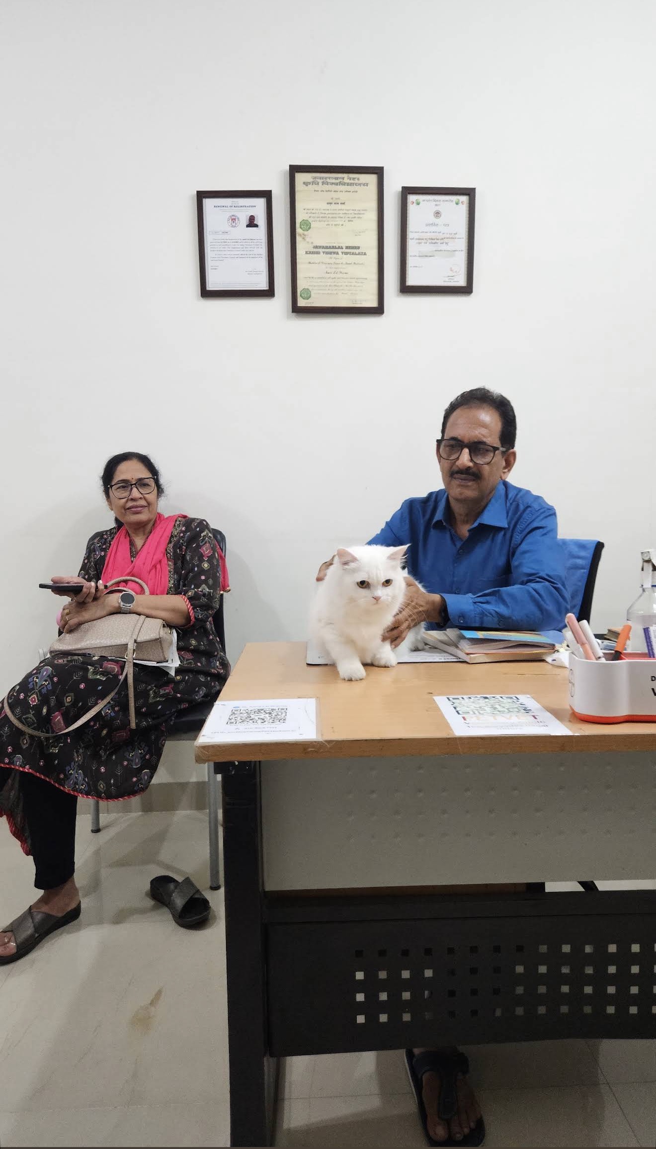 Cat consultation at PetVet Veterinary Clinic