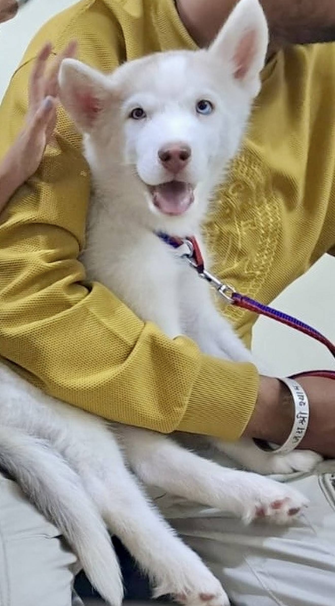 White husky puppy patient at PetVet
