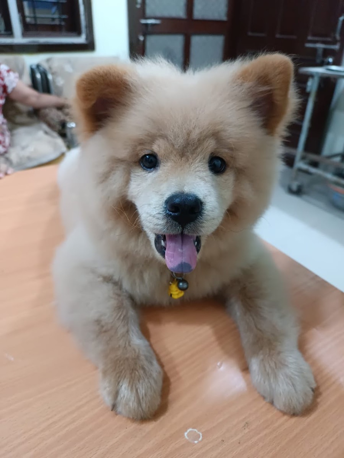 PetVet clinic photo 3